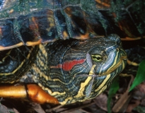 Red-eared Slider