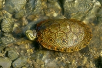 Mesoamerican Slider