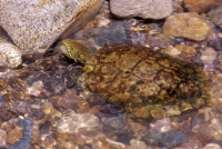 Big Bend Slider