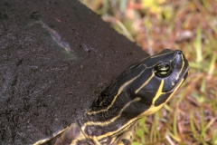 Cooter