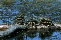 Western Painted Turtles