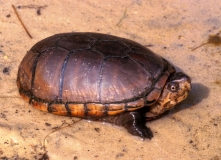 Eastern Mud Turtle
