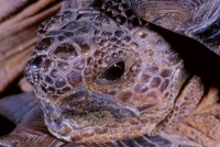 Desert Tortoise
