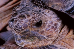 Desert Tortoise