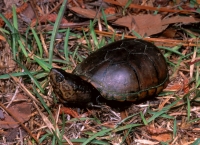 Eastern Mud Turtle