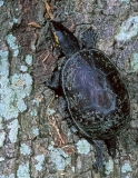 Mississippi Mud Turtle