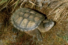 Common Snapping Turtle