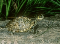 Mississippi MapTurtle