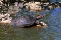 Florida Softshell