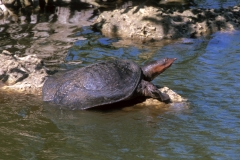 Florida Softshell