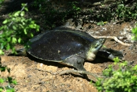 Spiny Softshell