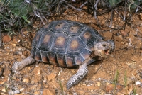 Desert Tortoise-2