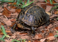 Eastern Box Turtle