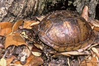 Mississippi Box Turtle