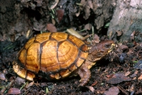 Three-toed Box Turtle