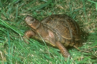 Three-toed Box Turtle-2