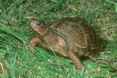 Three-toed Box Turtle-2