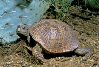 Ornate Box Turtle