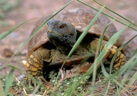 Desert Box Turtle