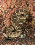 Northern Pacific Rattlesnake