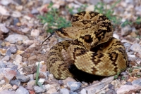 Black-tailed Rattlesnake