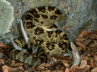 Black-tailed Rattlesnake-2