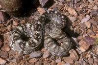 Black-tailed Rattlesnake-3