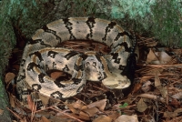 Southern Timber Rattlesnake
