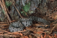 Pygmy Rattlesnake