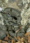 Banded Rock Rattlesnake