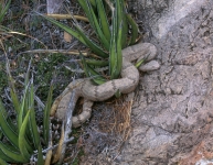 Mottled Rock Rattlesnake