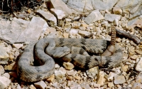 Mottled Rock Rattlesnake-2