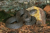 Twin-spotted Rattlesnake