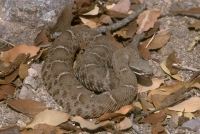 Arizona Ridge-nosed Rattlesnake
