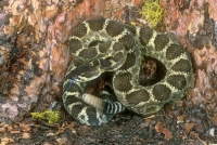 Northern Pacific Rattlesnake-2