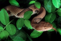 Southern Copperhead