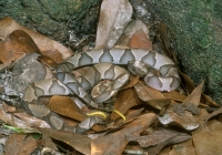 Southern Copperhead - duo