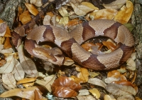 Southern Copperhead-3