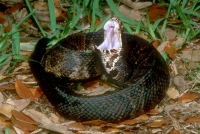 Florida Cottonmouth