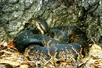 Western Cottonmouth