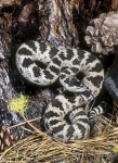 Great Basin Rattlesnake