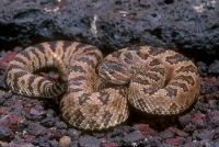 Great Basin Rattlesnake-2