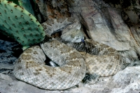 Western Diamondback Rattlesnake