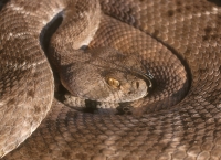 Western Diamondback Rattlesnake -2