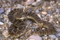 Mohave Rattlesnake