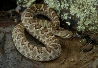 Mohave Rattlesnake-2