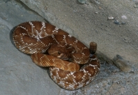 Red Diamond Rattlesnake