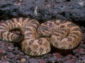 Great Basin Rattlesnake-2