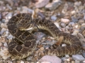 Mohave Rattlesnake