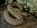 Mohave Rattlesnake-2